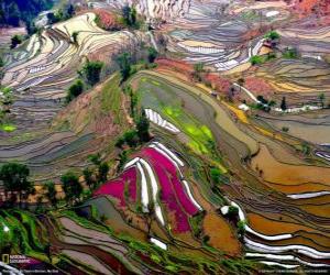 yapboz Teraslar Yunnan, Çin